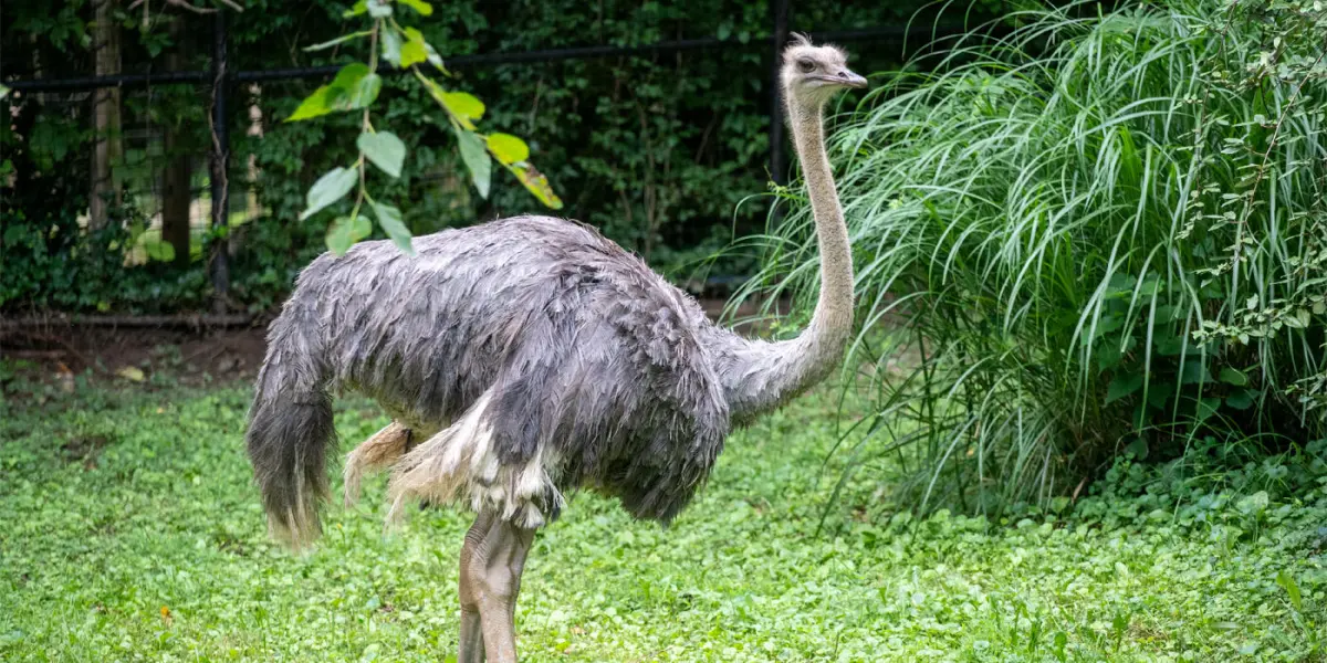 How long do ostriches live