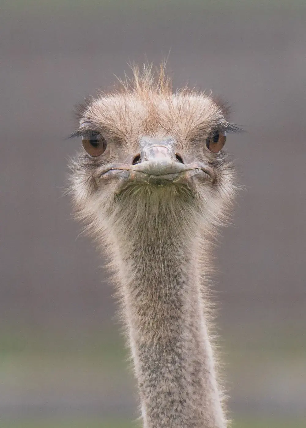 Ostriches live — image 2