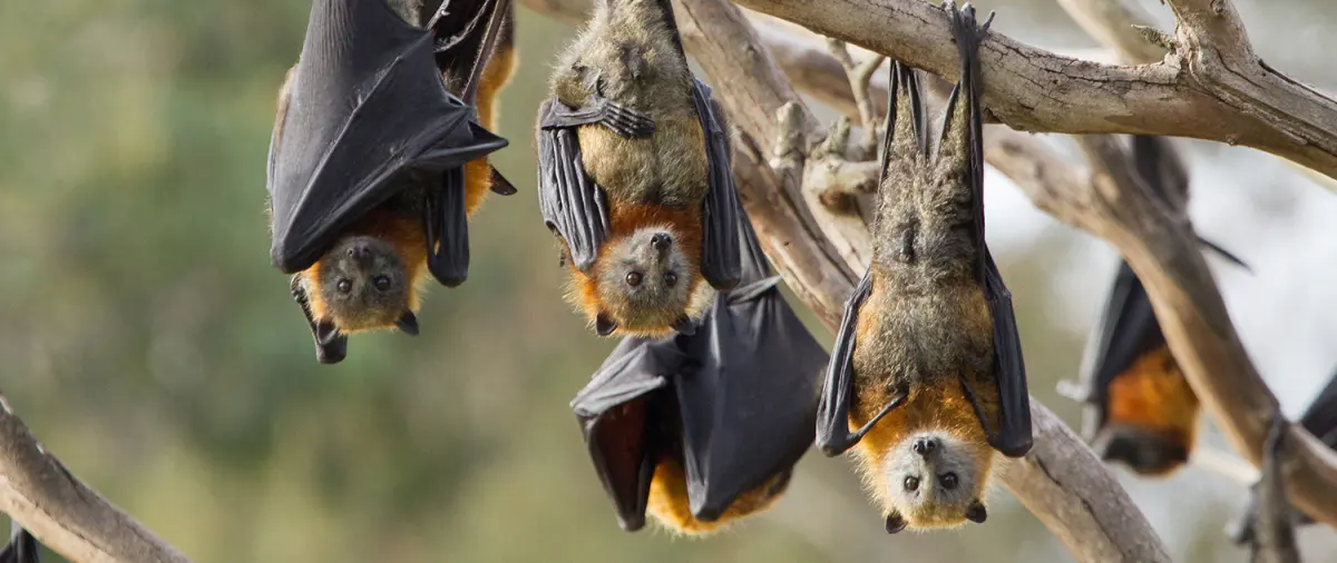 Bats in San Diego