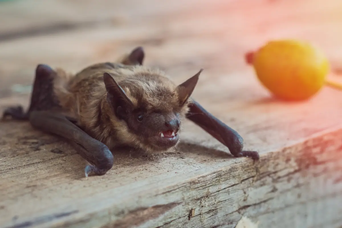 Bats Roost In Attics During The Winter