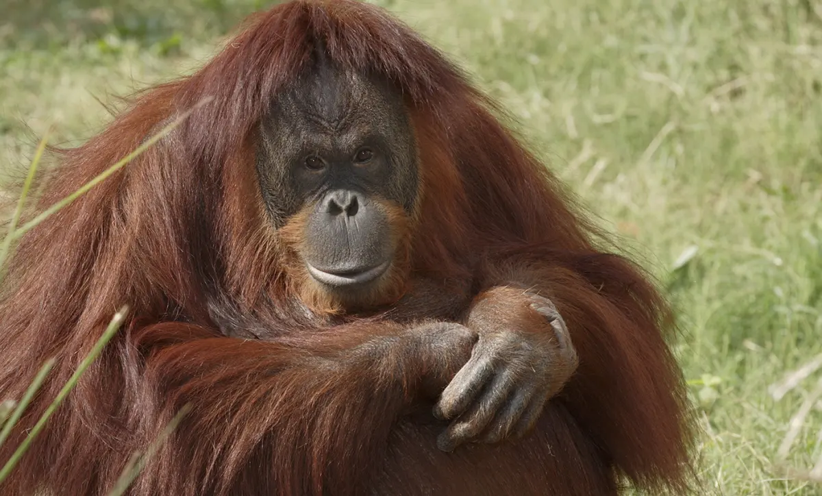 How long do orangutans live