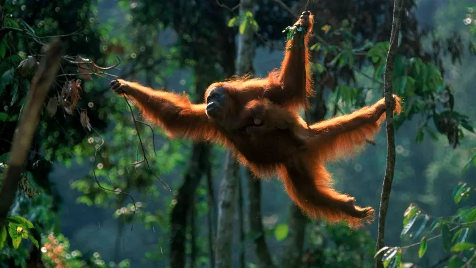 Where Orangutans Live and 8 Fascinating Facts