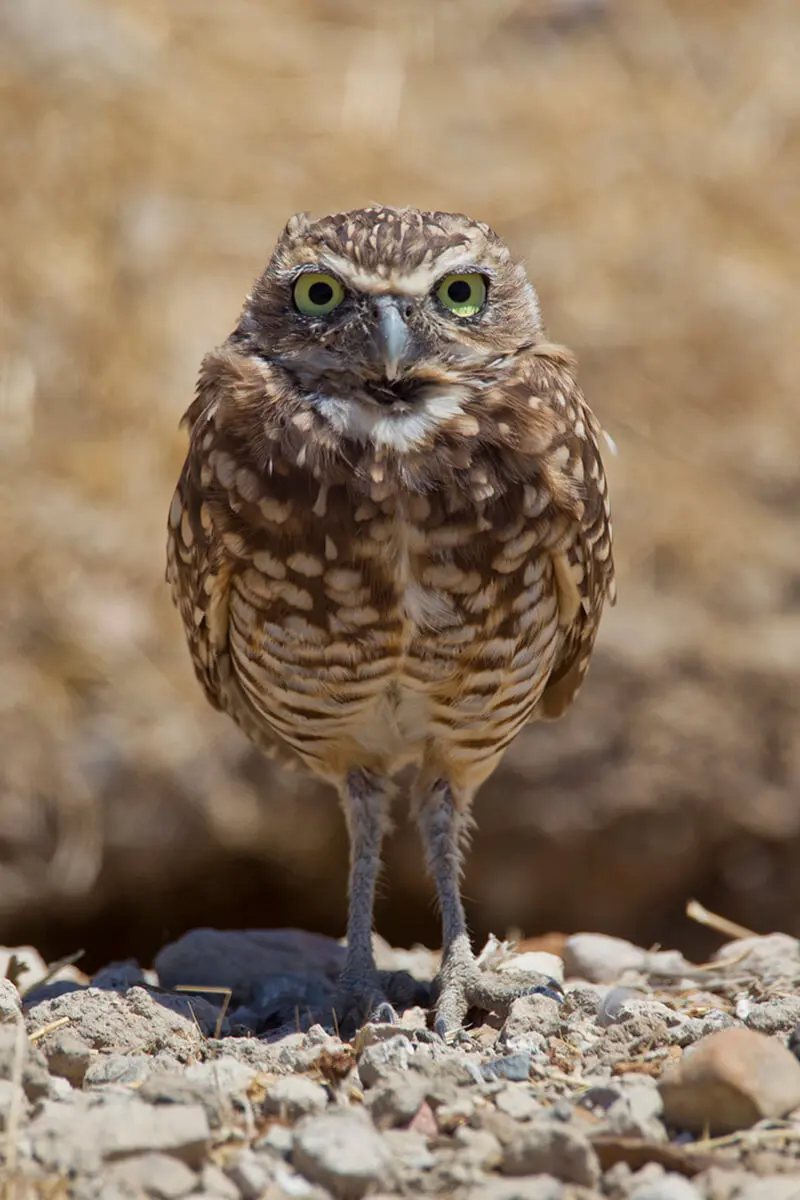 How long do owls live