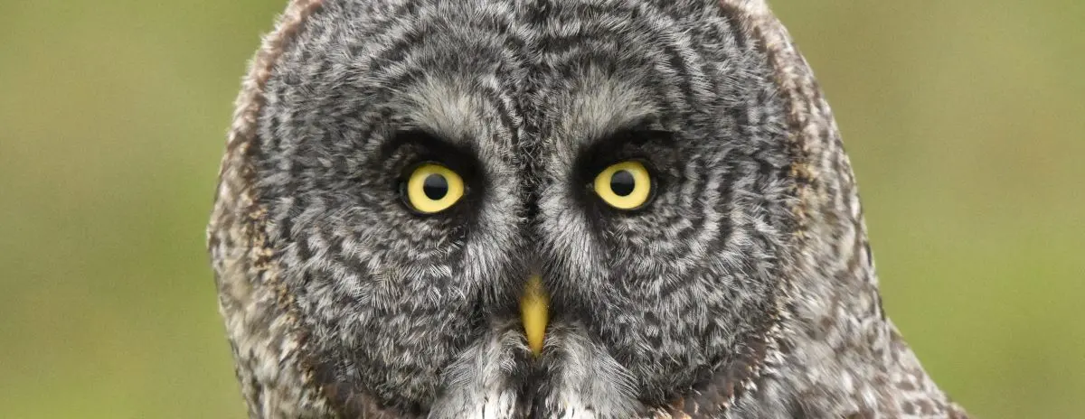 How Long Do Owls Live?
