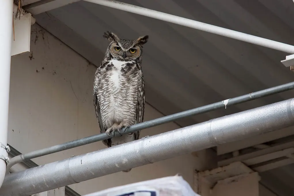 City Owls