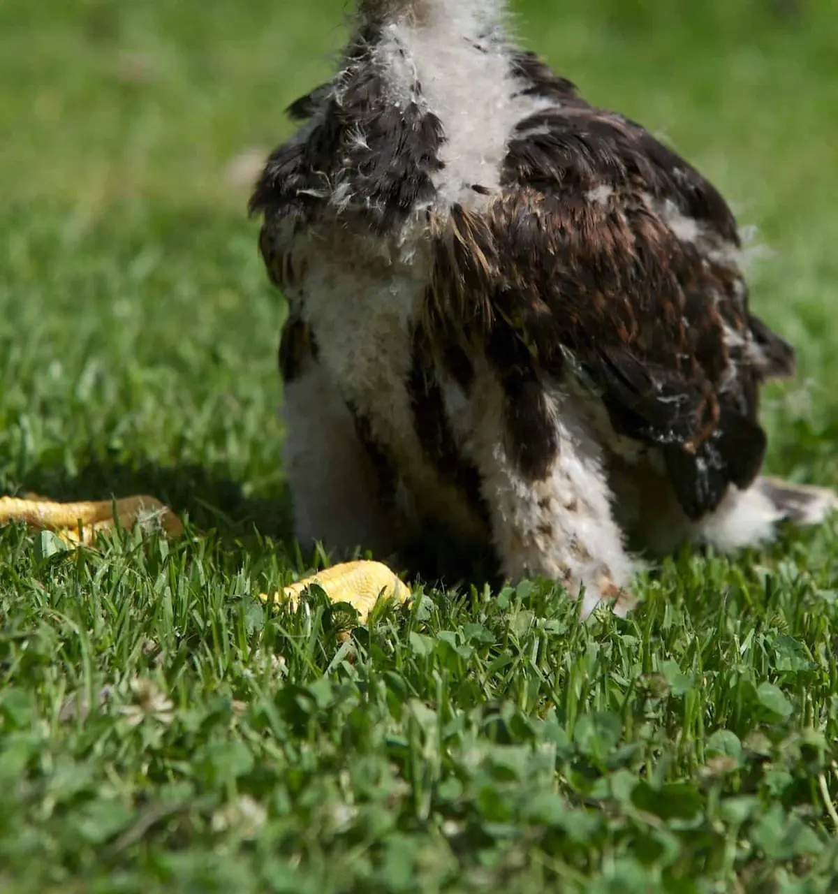 Baby Hawk: 8 and 8 Amazing Facts
