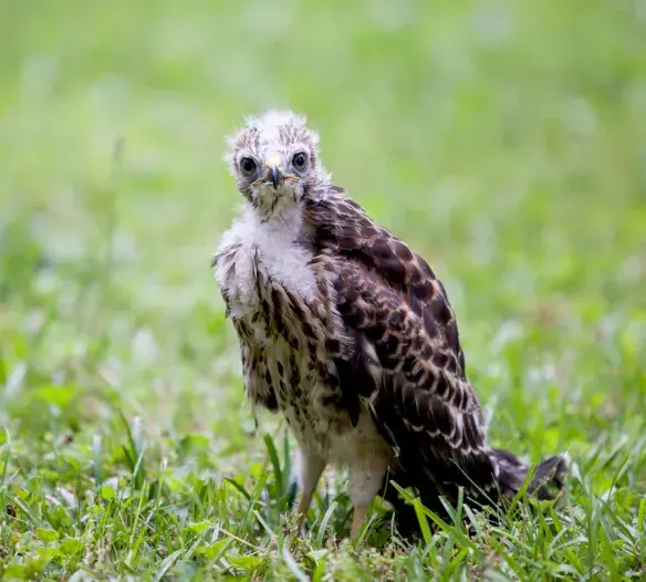 The Day the Baby Hawks Learned to Fly