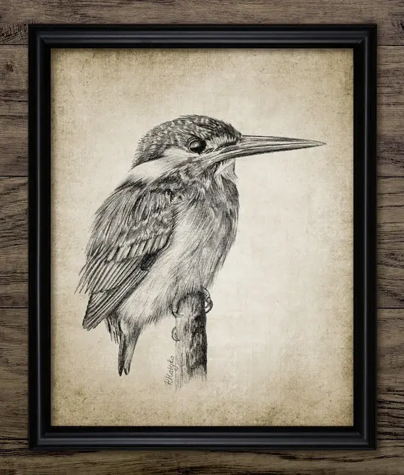 Kingfisher Pencil Drawing, Printable Common Kingfisher Drawing, River Bird, Freshwater Fishing Bird #3514 INST
