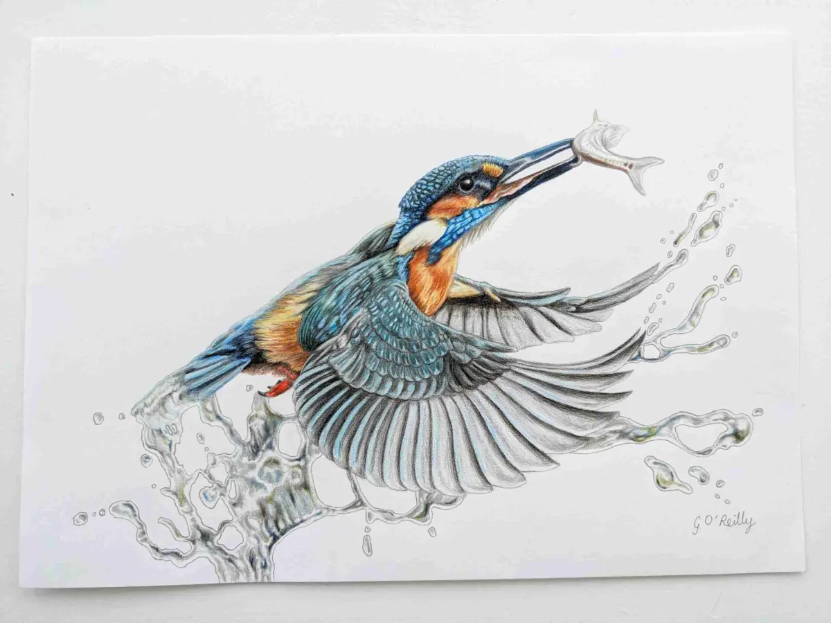 A4 colour pencil drawing of a kingfisher by Felt Tree