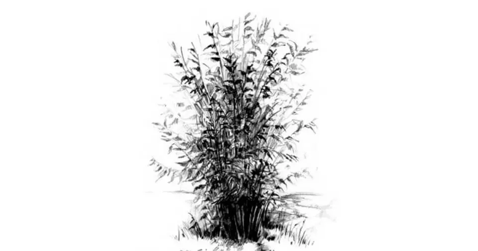 How to draw a bush with a pencil step-by-step drawing tutorial