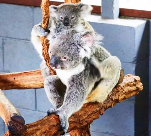 A Baby Koala is called Joey