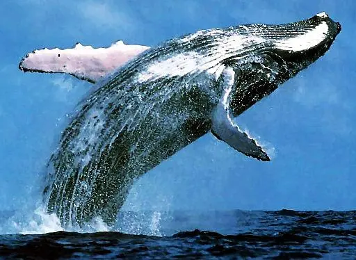 Humpback whale