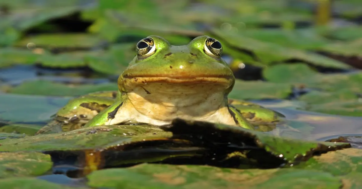 Where Do Frogs Live?