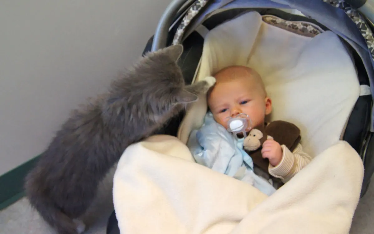 Cats & Babies