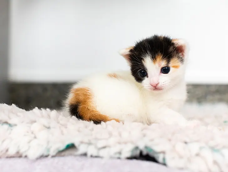 Babies cats — image 3