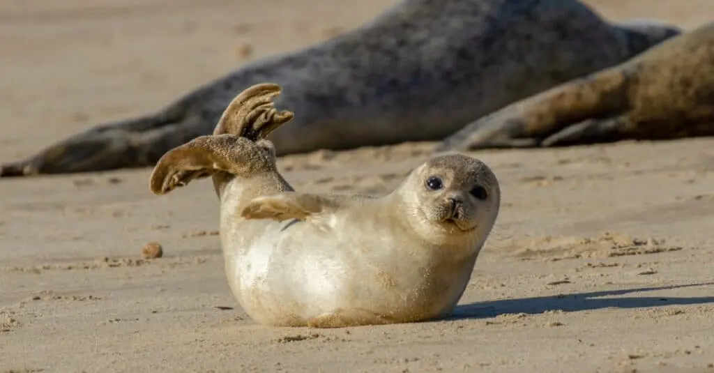 What's a Baby Seal Called & 5 More Amazing Facts!