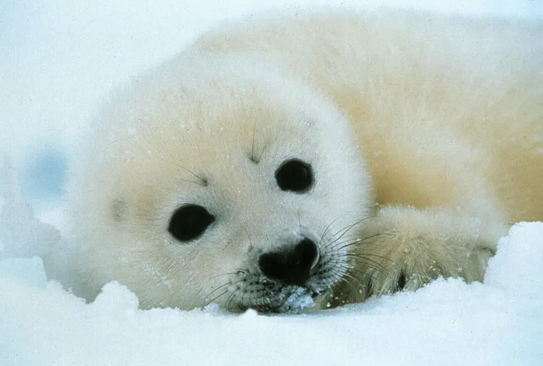 Harp seal