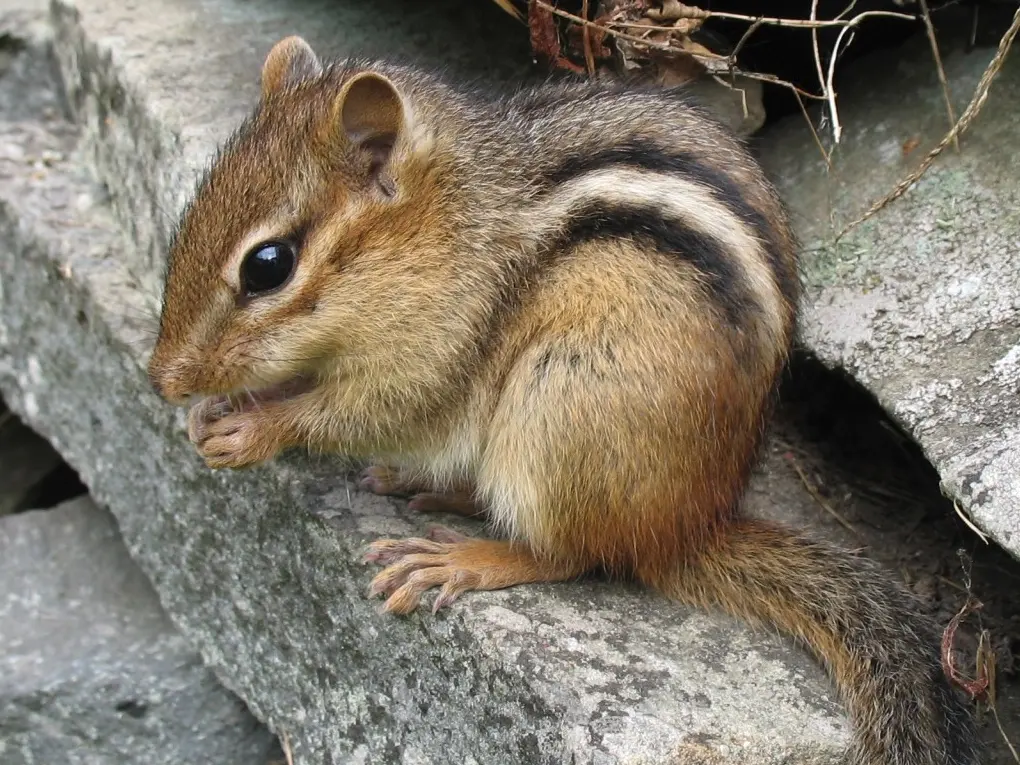 Where do chipmunks live