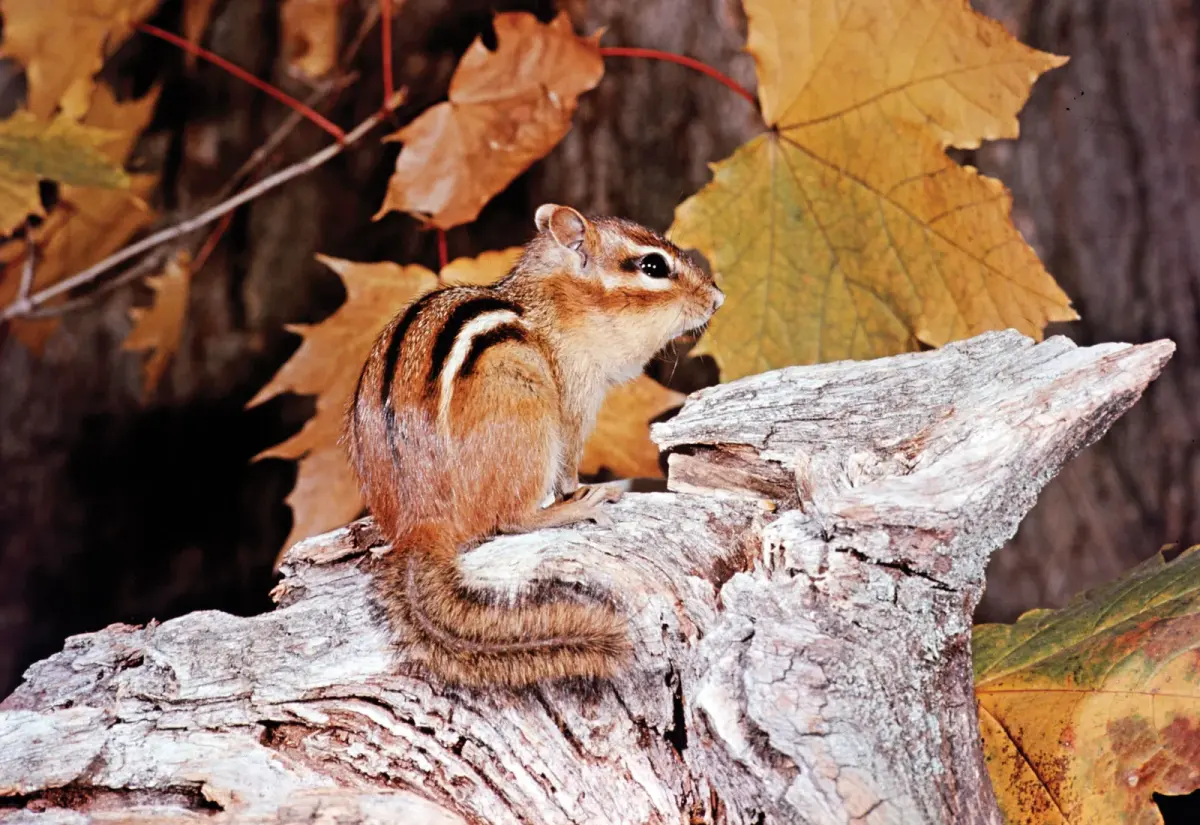 Chipmunks live — image 2