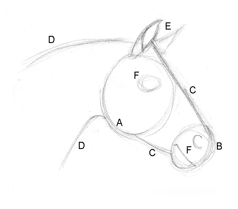 How to Draw a Morgan Horse Head