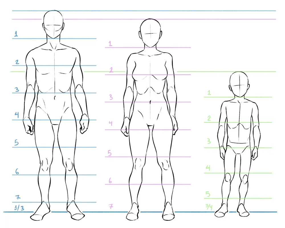 Learn Anatomy to Improve Drawing the Human Body