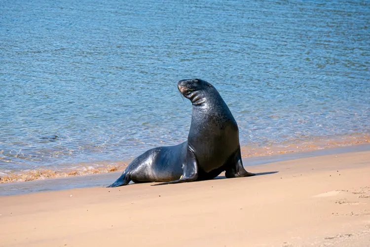Why are sea lions attacking humans in California?