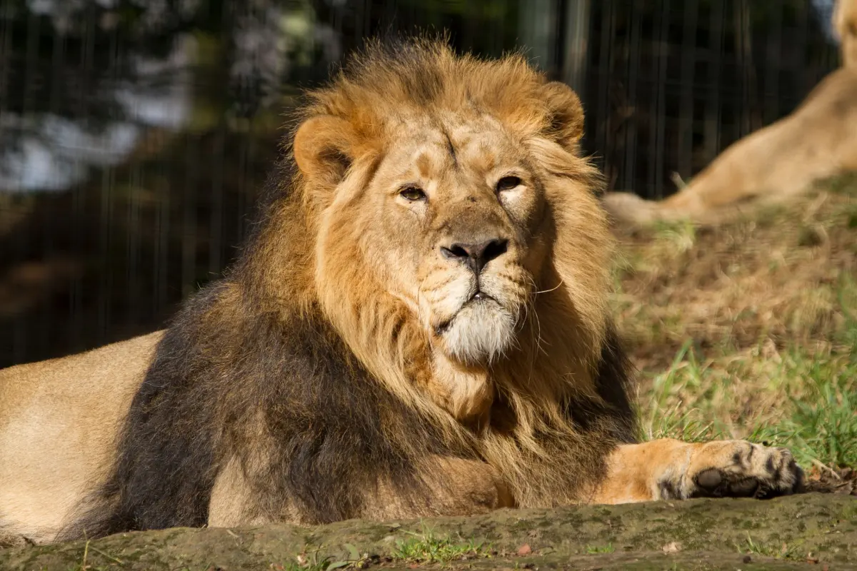 Watch the lions live!