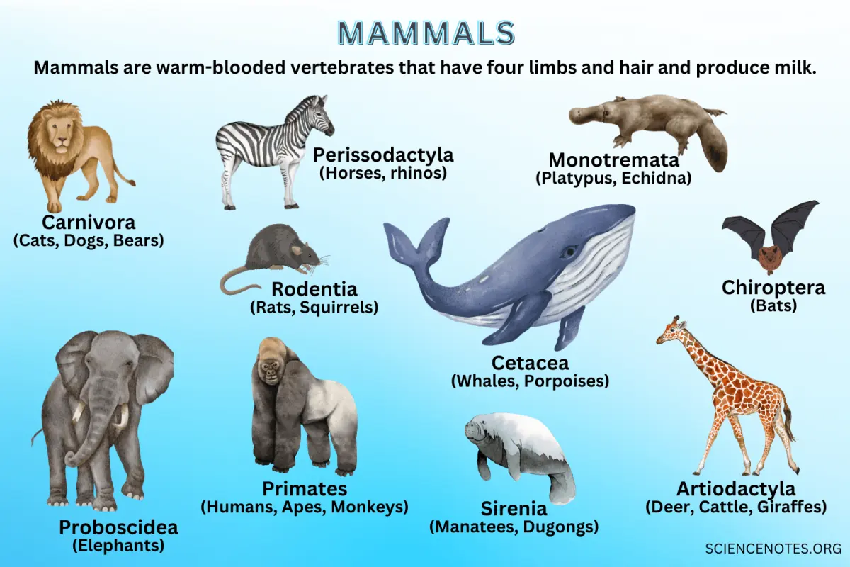 What is a mammal