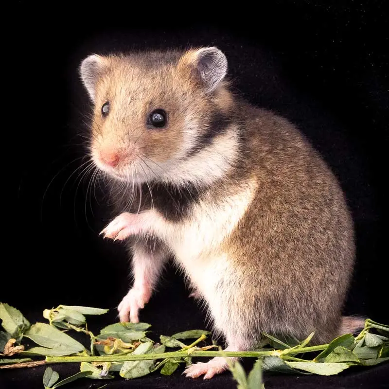 The mammal list rankings