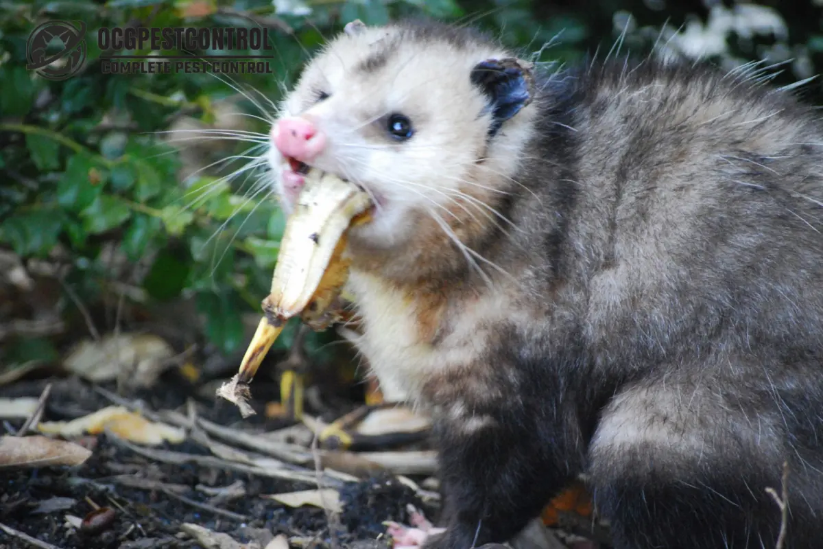 Opossums eat — image 2
