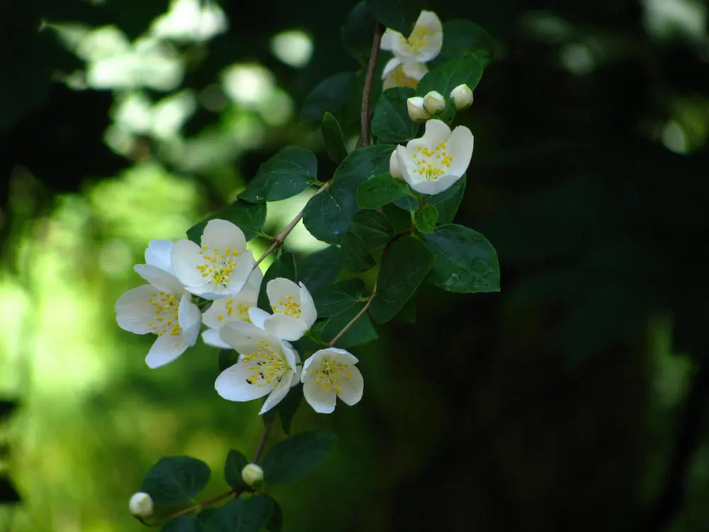 Provincial flower bc — image 2
