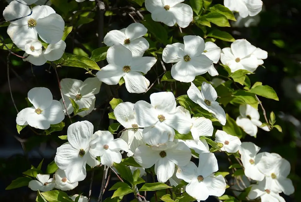 Provincial flower bc — image 3