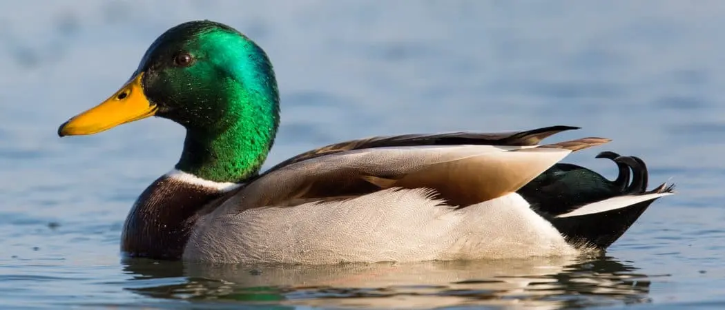 Duck Lifespan: How Long Do Ducks Live?