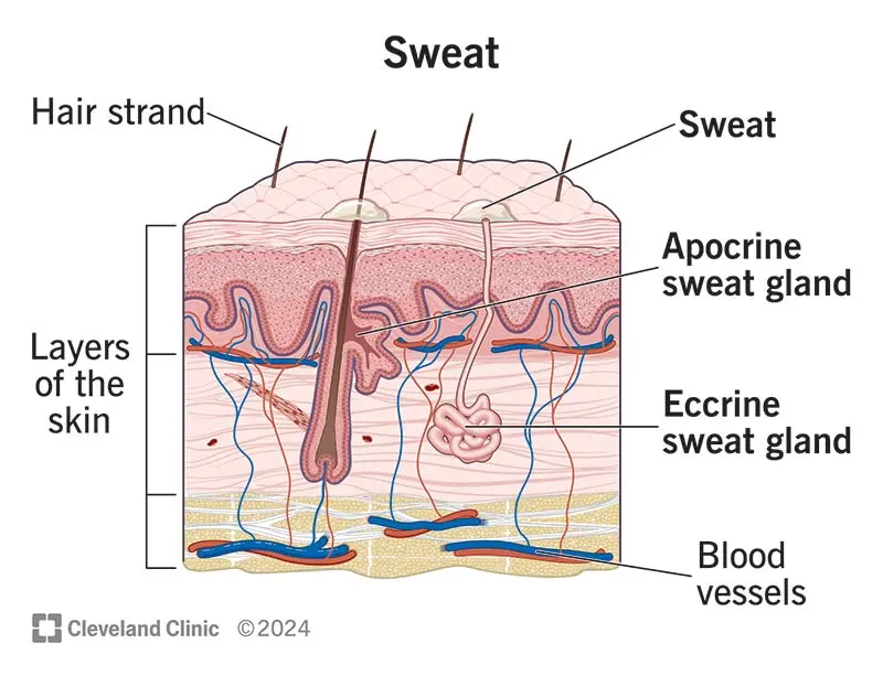 What Is Sweat & Why Do We Sweat?