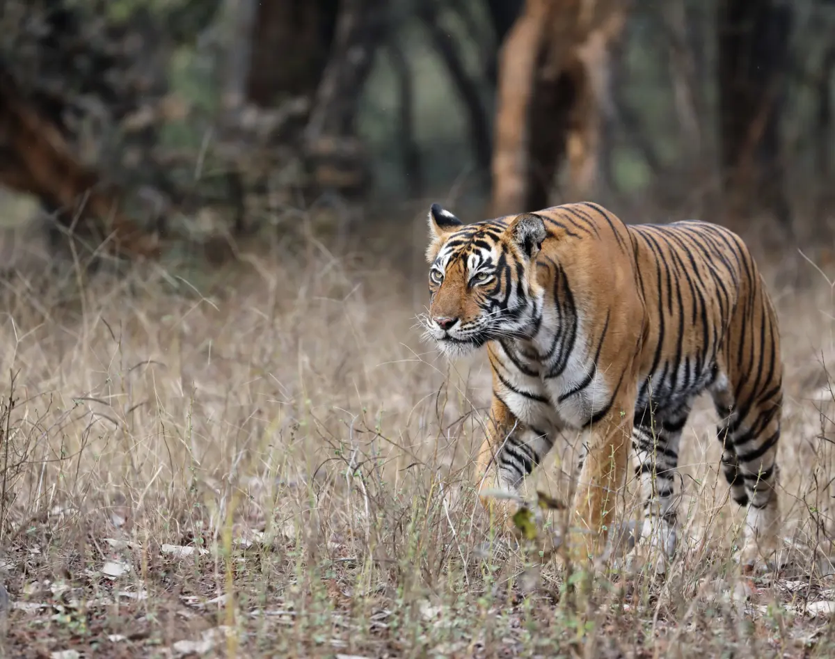Tigers: Endangered Species Facts, Info & More