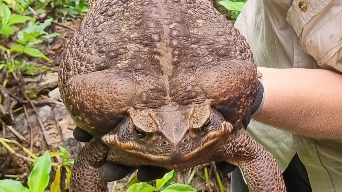 How big do toads get
