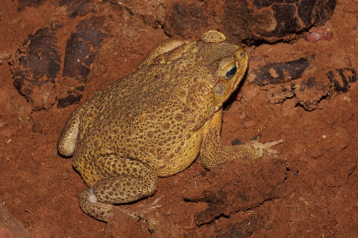 Big toads — image 2