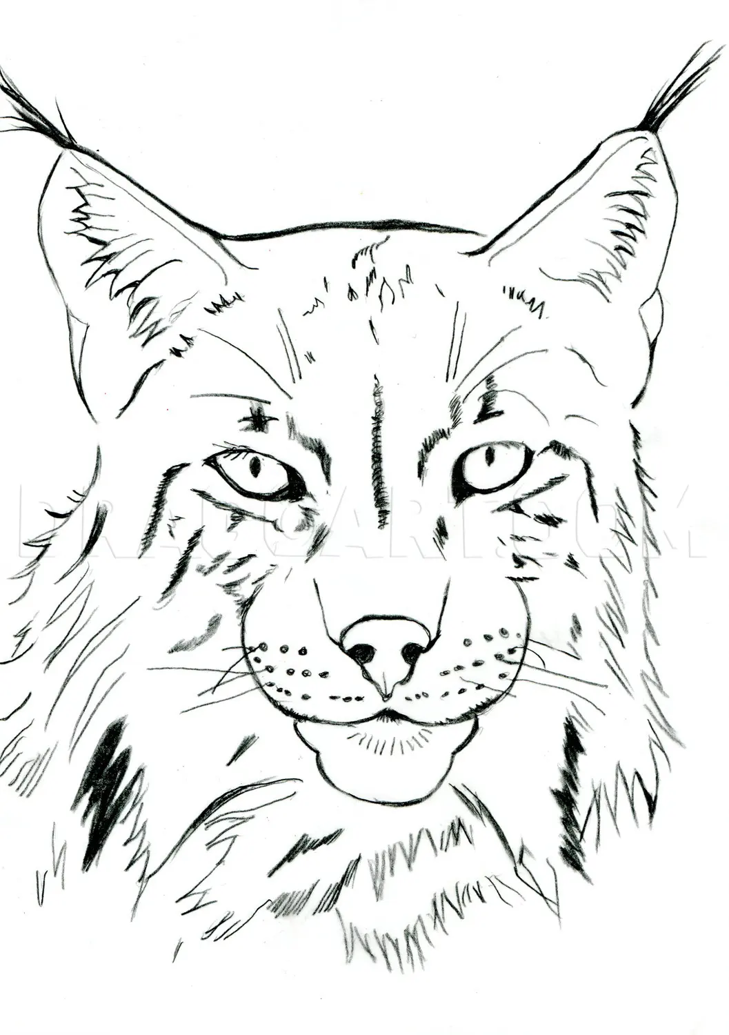 How To Draw A Realistic Lynx, Drawing, Step by Step, by catlucker