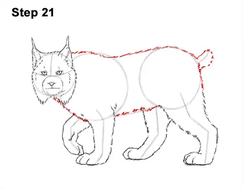 How to Draw a Lynx VIDEO & Step-by-Step