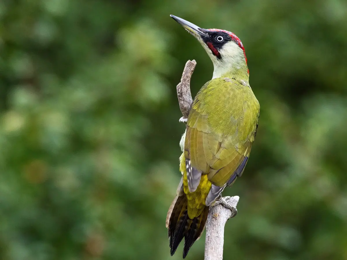 How Long Do Woodpeckers Live? Insights into Woodpecker Lifespan