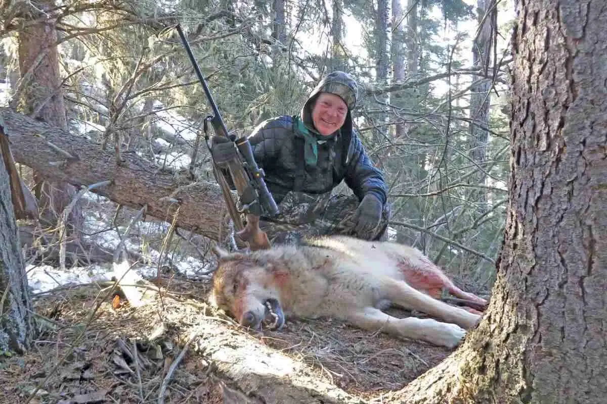 Wolves dangerous humans — image 2