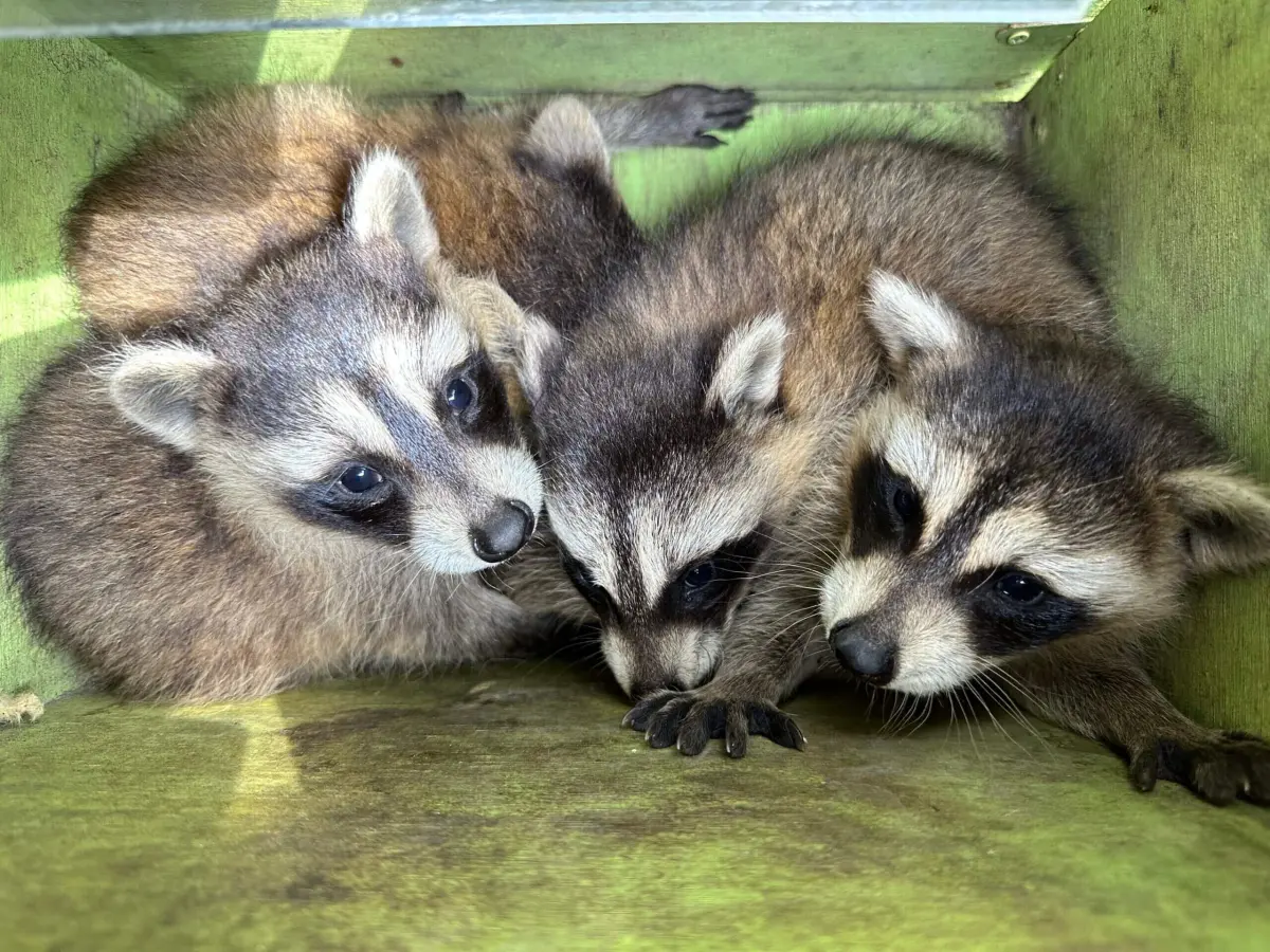 Do Raccoons Attack Humans?