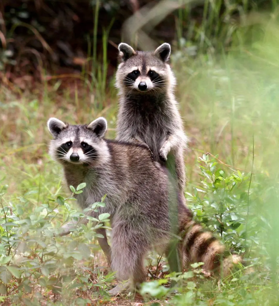 Deadly raccoon roundworm can infect humans without symptoms, new UGA study finds