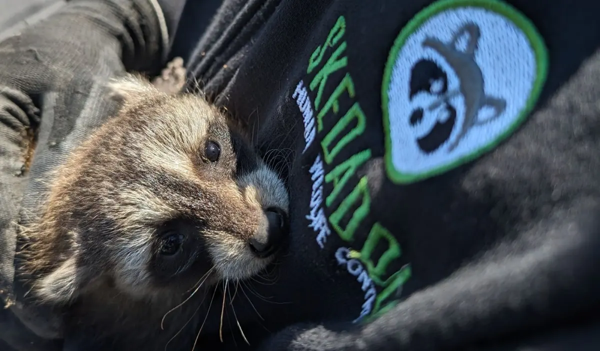 Dangers Raccoons Pose To Humans