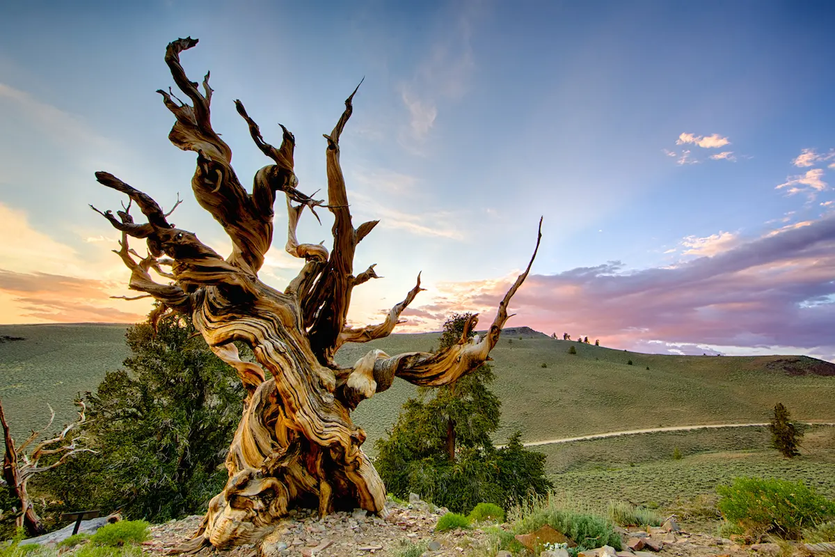 Why a scientist cut down 'the oldest living tree'