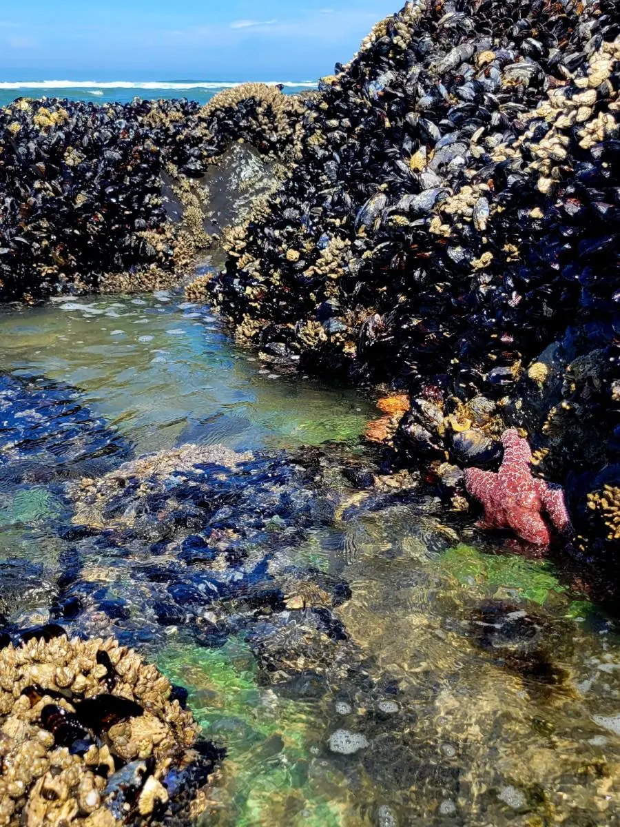 Tide Pooling in Florence