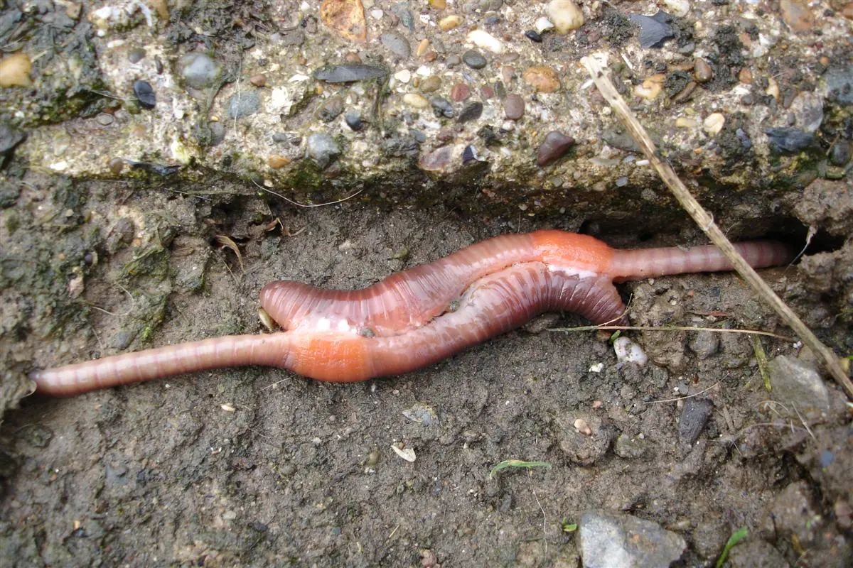 Earthworms live — image 2