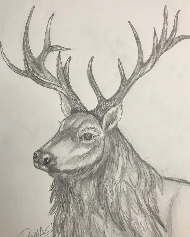 Draw elk — image 3