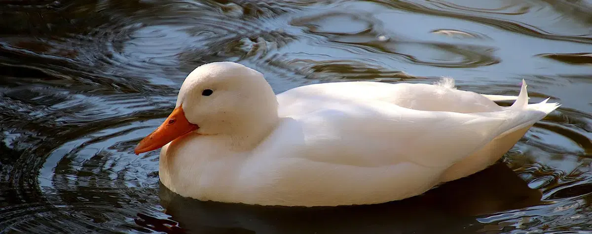 How Long Do Ducks Live?