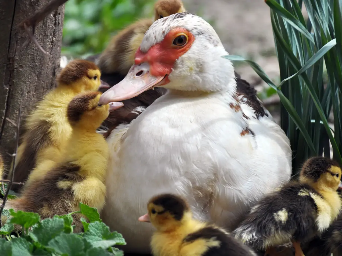 How Long Do Ducks Live? An In-depth Guide of Duck Lifespan